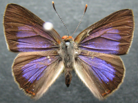 Hypochrysops byzos - Adult